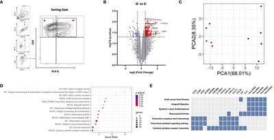 Hypomethylation-induced regulatory programs in T cells unveiled by transcriptomic analyses